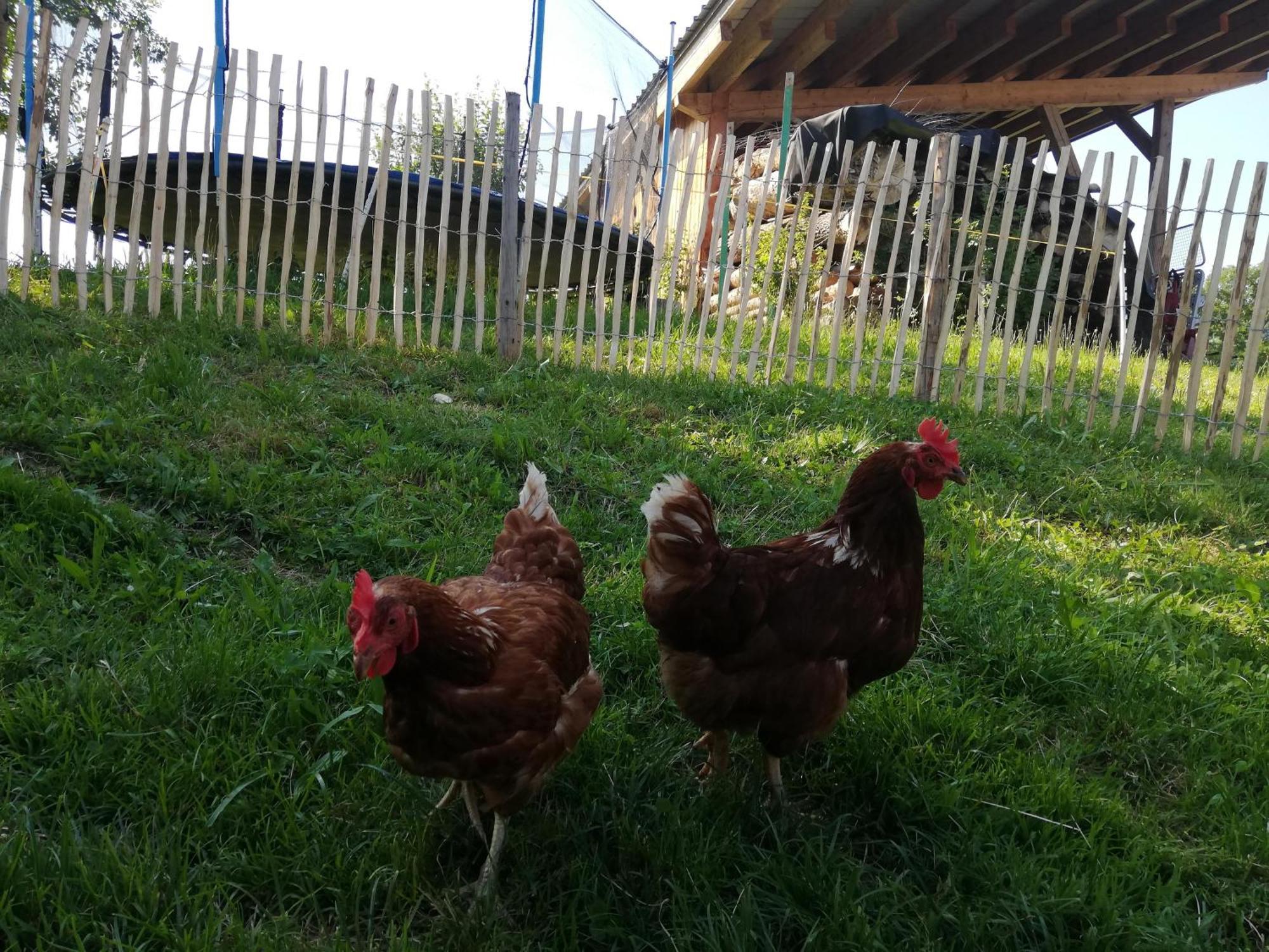 Biobauernhof Schuster Daire Hopfgarten im Brixental Dış mekan fotoğraf